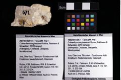 Foto (Objket + Etiketten) von Culmenformosa glaessneri (Robins, Feldmann & Schweitzer, 2013) 